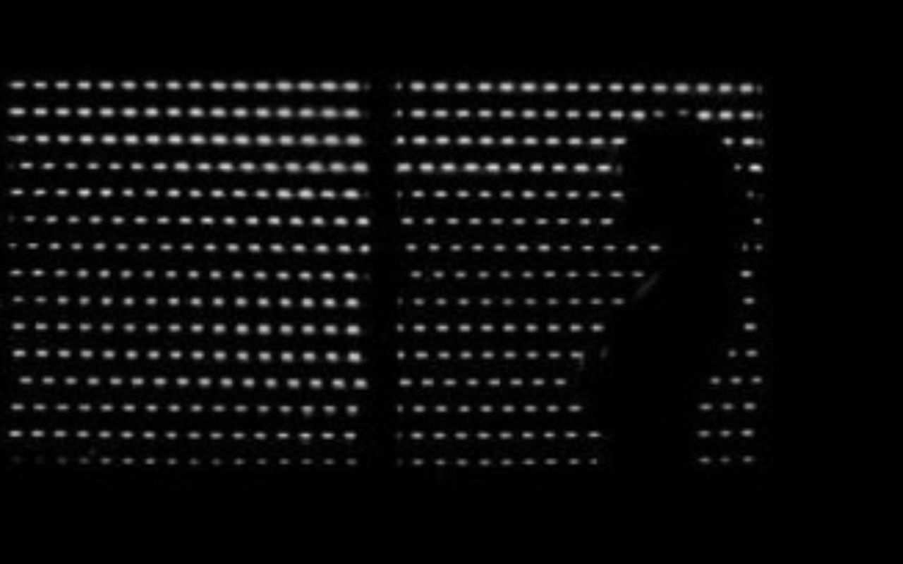 Gaviota Banner 5